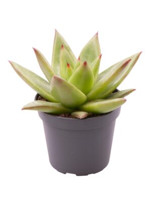 null