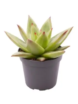 null