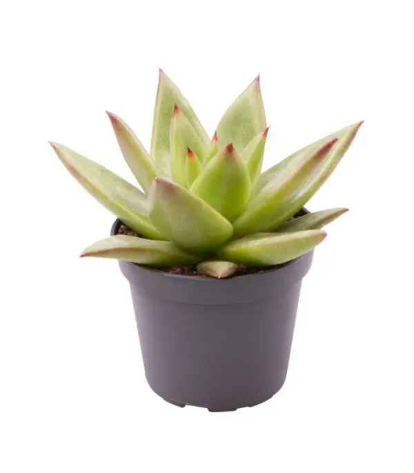 null