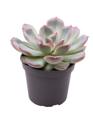 null