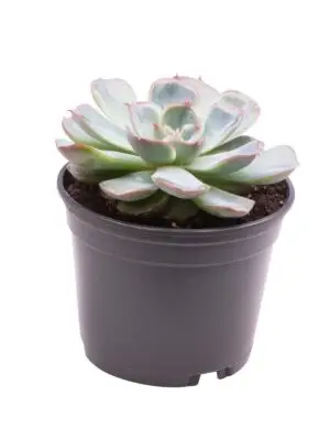 null