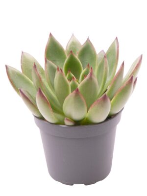 null
