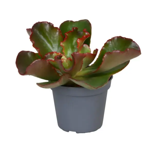 null