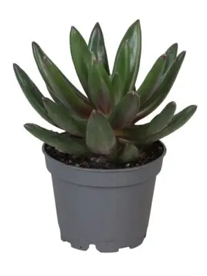 null