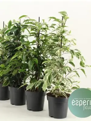 Pyramid/ Royal Mix 3-4 srt