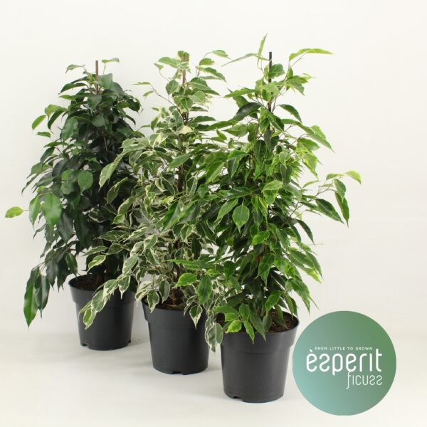 Pyramid/ Royal Mix 2-3 srt.