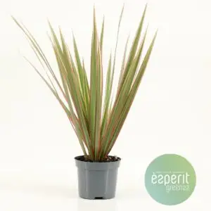 Dracaena
