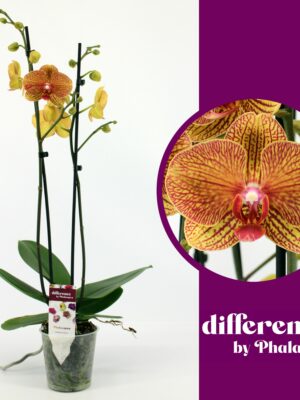 2-Branches Orange