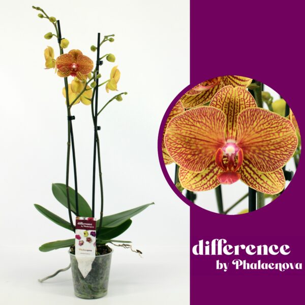 2-Branches Orange