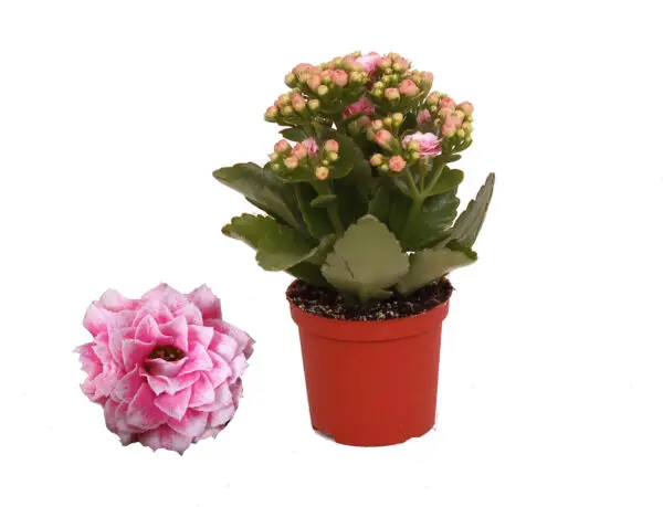 Pink White
