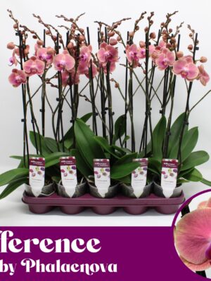2-Branches Pink