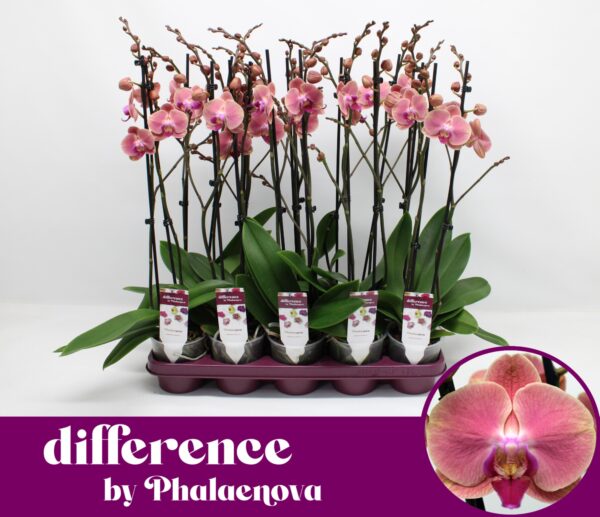 2-Branches Pink