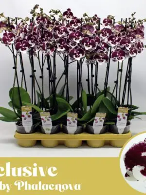 2-Branches Red/White