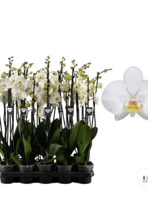 3-Branch White