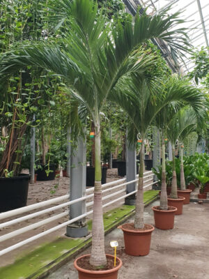 Stem