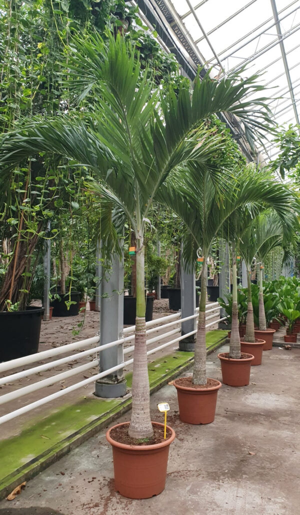 Stem