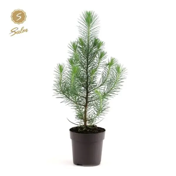 Bush
