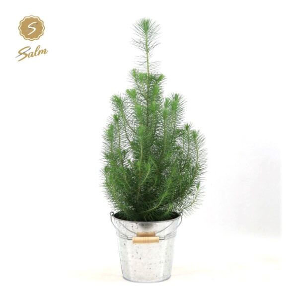 Bush