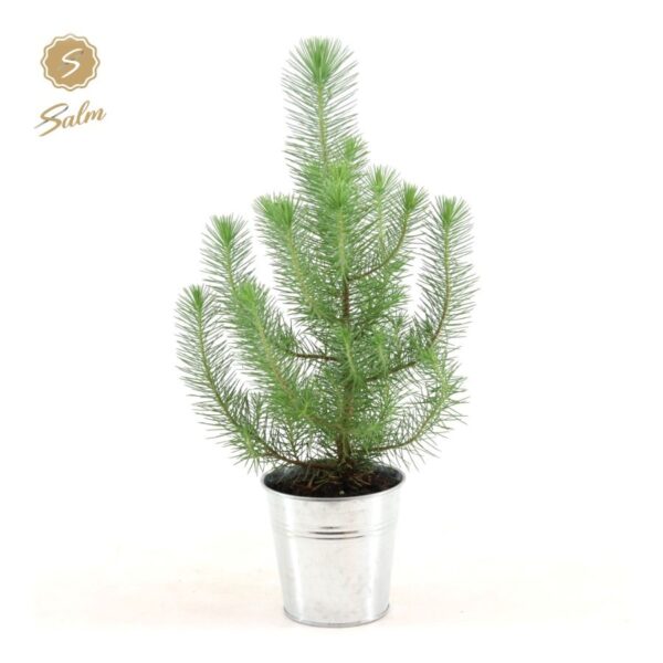 Bush
