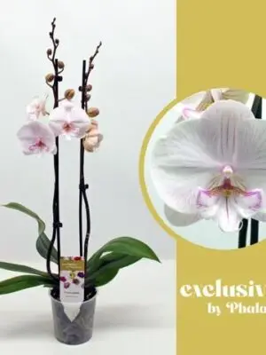 2-Branches White/Pink