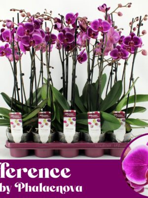 2-Branches Purple