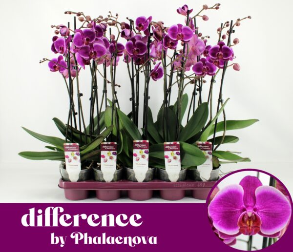 2-Branches Purple