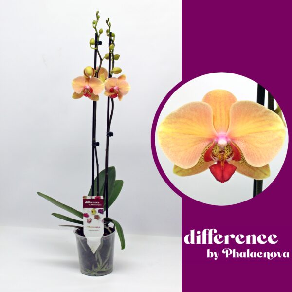 2-Branches Orange