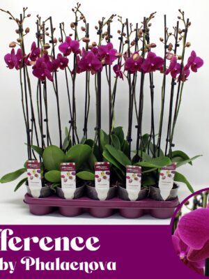 2-Branches Purple