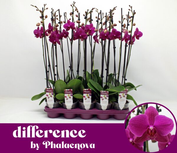 2-Branches Purple