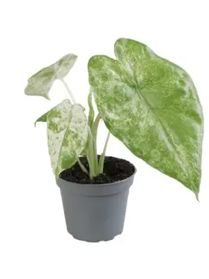 Alocasia macrorrhizos Camouflage
