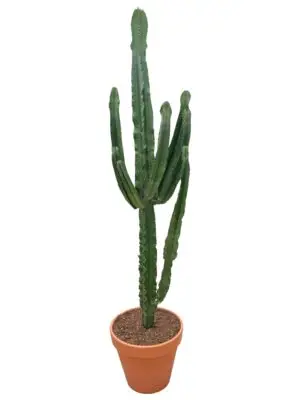 Branched bush