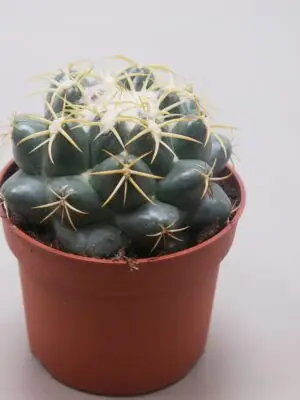 Ball