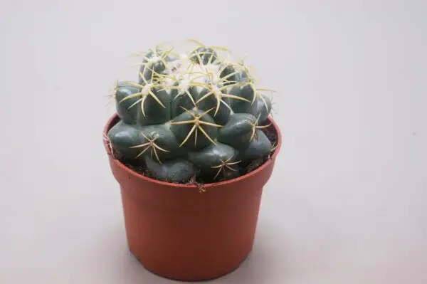 Ball