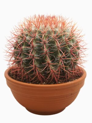 Ball