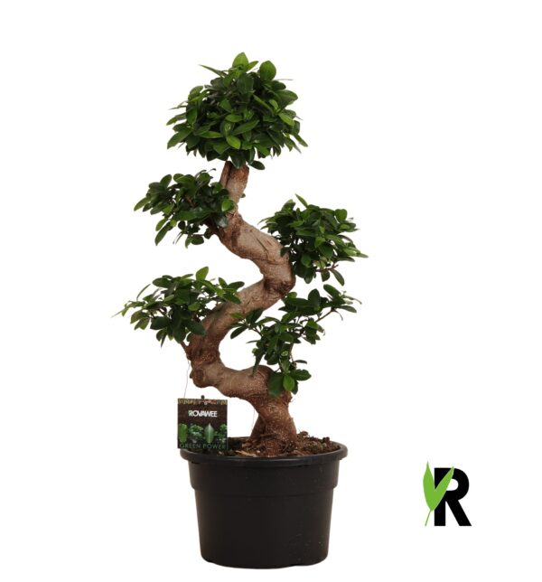 Bonsai