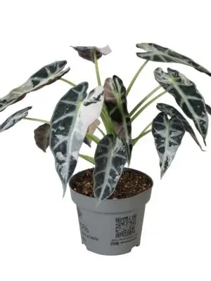 Alocasia Green Bambino