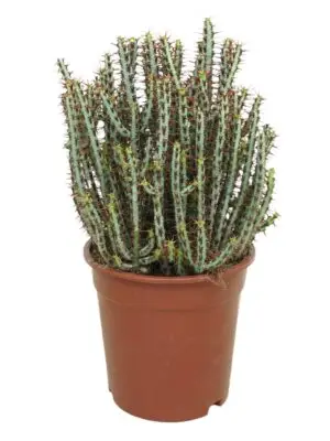 Branched bush