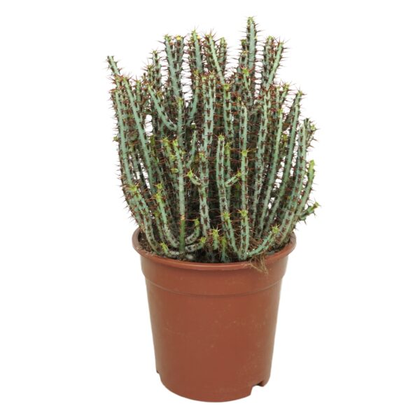 Branched bush