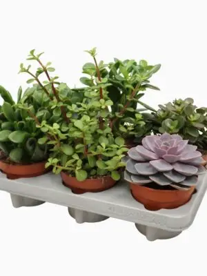 Succulenten overig