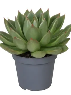 null