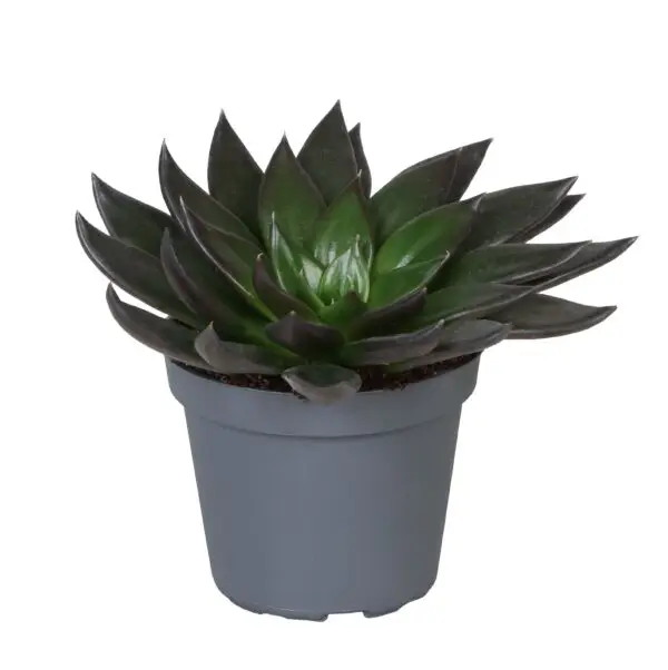 null
