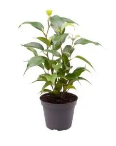 Ficus