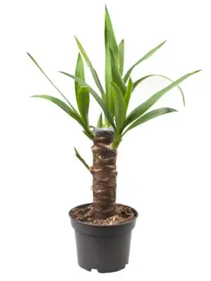 Yucca elephantipes