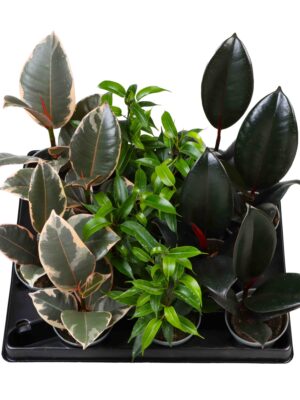 3 Varieties