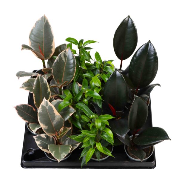 3 Varieties