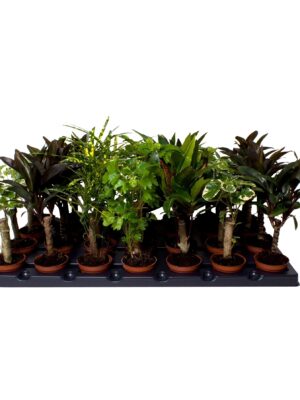 8 Varieties - Stem