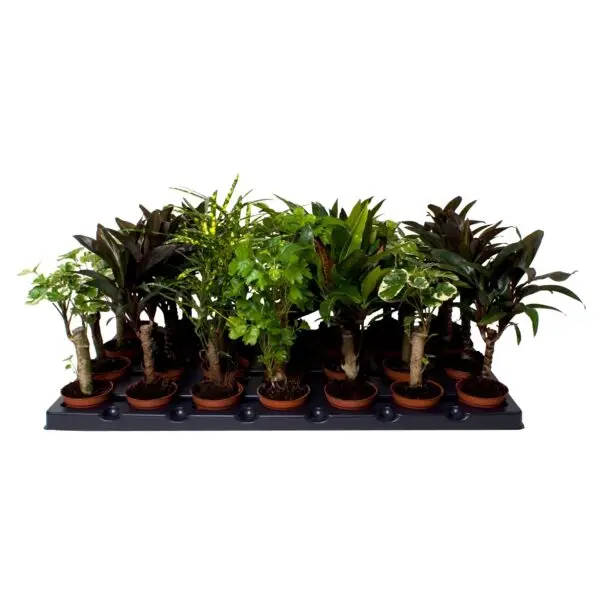 8 Varieties - Stem