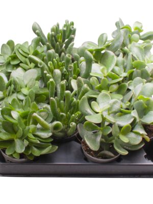 3 Varieties