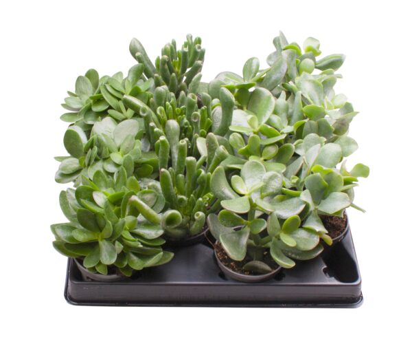 3 Varieties