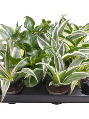 3 Varieties